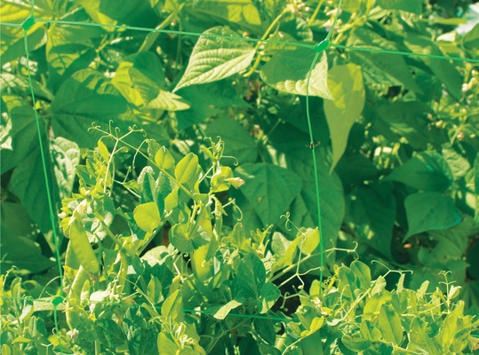 Malla Entutorar Cultivos Trellinet 2 x 25 Metros